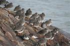 Redshanks by Tony Paintin