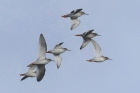 Redshanks by Mick Dryden