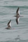 Redshank by Mick Dryden Redshank by Mick Dryden