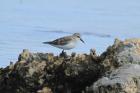 Red-necked Stint by Mick Dryden