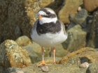 Ringed Plover by Alan Gicquel Ringed Plover by Alan Gicquel
