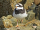 Ringed Plover by Alan Gicquel