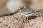 Ringed Plover by Romano da Costa Ringed Plover by Romano da Costa