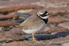 Ringed Plover by Mick Dryden