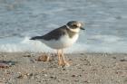 Ringed Plover by Mick Dryden