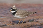 Ringed Plover by Mick Dryden