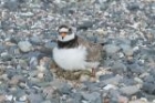 Ringed Plover by Mick Dryden