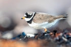 Ringed Plover by Romano da Costa