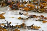 Ringed Plover by Tony Paintin Ringed Plover by Tony Paintin