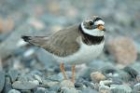 Ringed Plover by Romano da Costa Ringed Plover by Romano da Costa