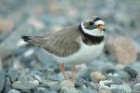 Ringed Plover by Romano da Costa