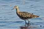 Ruff by Alan Gicquel Ruff by Alan Gicquel