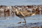 Ruff by Alan Gicquel Ruff by Alan Gicquel