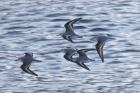 Sanderlings by Mick Dryden Sanderlings by Mick Dryden