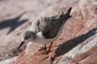 Sanderling by Mick Dryden Sanderling by Mick Dryden