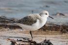 Sanderling by Mick Dryden Sanderling by Mick Dryden