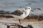 Sanderling by Mick Dryden