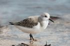 Sanderling by Mick Dryden Sanderling by Mick Dryden