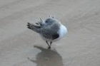 Sanderling by Mick Dryden