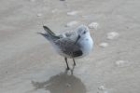 Sanderling by Mick Dryden