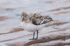 Sanderling by Mick Dryden