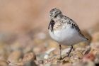 Sanderling by Romano da Costa