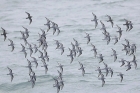 Sanderlings by Mick Dryden