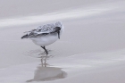 Sanderling by Mick Dryden