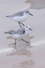 Sanderlings by Mick Dryden