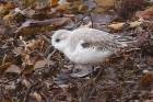 Sanderling by Mick Dryden