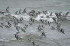 Sanderlings by Mick Dryden