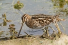 Common Snipe by Mick Dryden