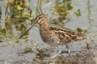 Common Snipe by Mick Dryden