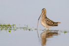 Snipe by Romano da Costa Snipe by Romano da Costa