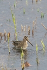 Common Snipe by Mick Dryden