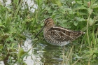 Common Snipe by Mick Dryden