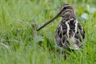 Snipe by Romano da Costa