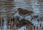 Snipe by Tony Wright