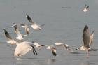Spoonbill by Sarah Scriven Spoonbill by Sarah Scriven