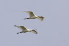 Spoonbill by Mick Dryden