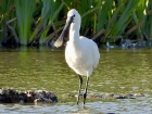 Spoonbill by Jo Bramley