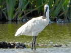 Spoonbill by Jo Bramley