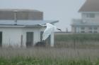 Spoonbill by Mick Dryden