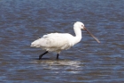 Spoonbill by Chris Eve Spoonbill by Chris Eve