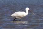 Spoonbill by Chris Eve