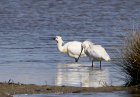 Spoonbills by Mick Dryden