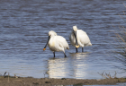 Spoonbills by Mick Dryden