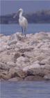 Spoonbill by Nick Jouault Spoonbill by Nick Jouault