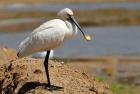 Spoonbill by Sue Daly