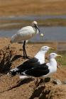 Spoonbill by Sue Daly